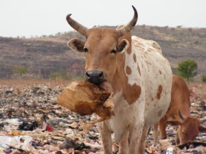 Koeien op een afvalplaats bij Bamako